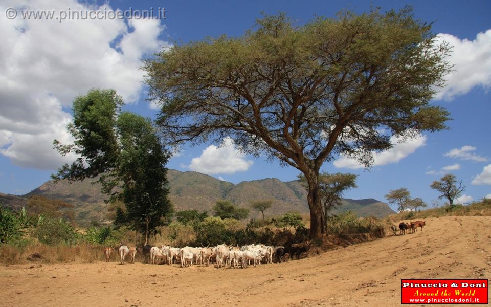 Ethiopia - Sulla strada per Turni - 21.jpg